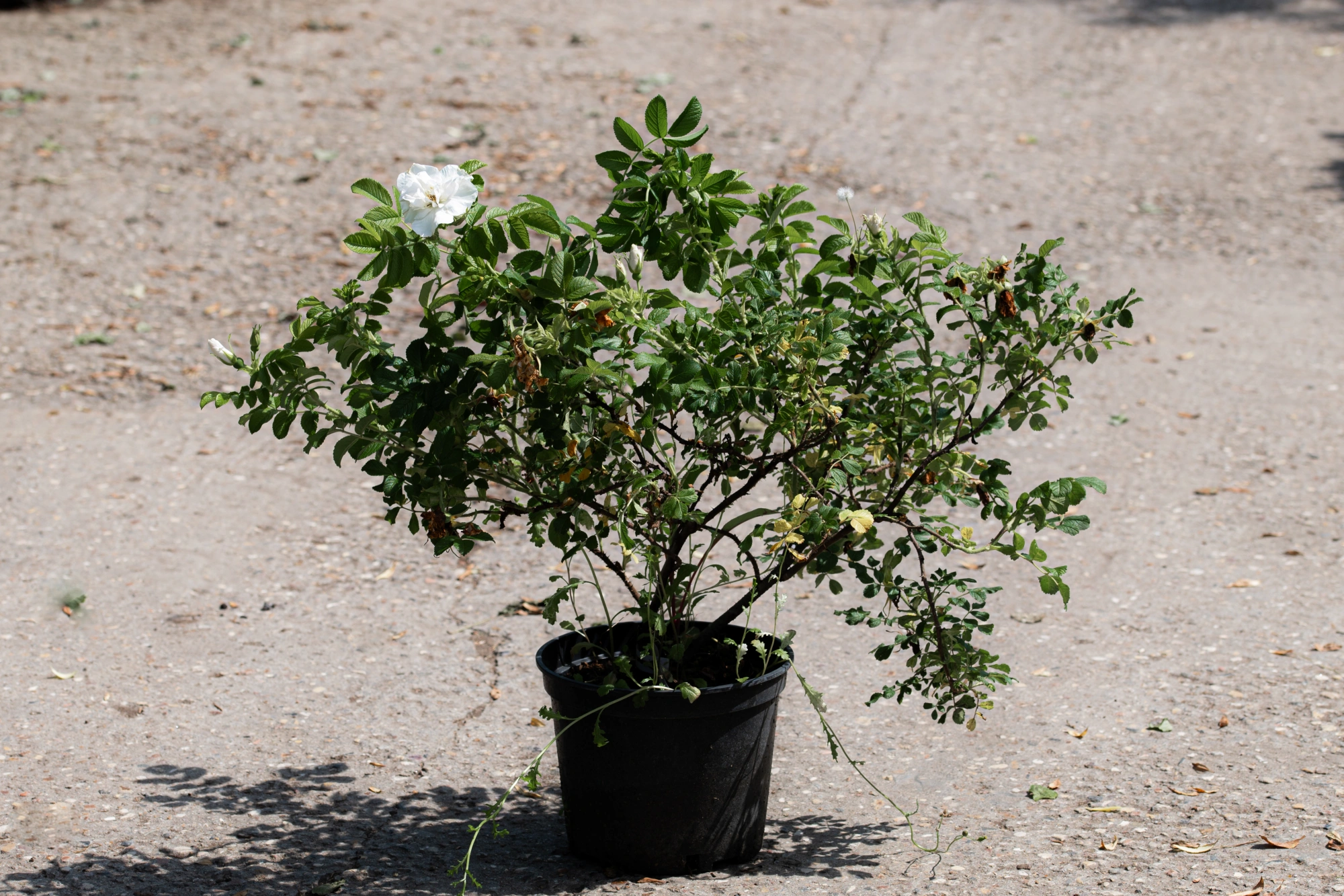 Роза морщинистая 'Blanc Double de Coubert', H40-60