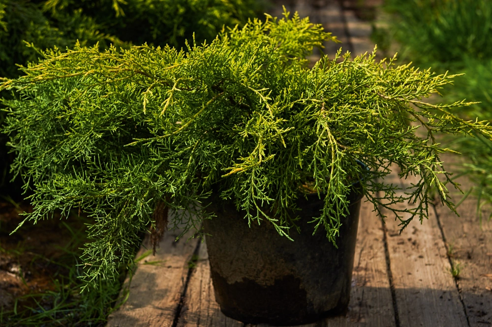 Можжевельник средний 'Pfitzeriana Aurea', H20-40