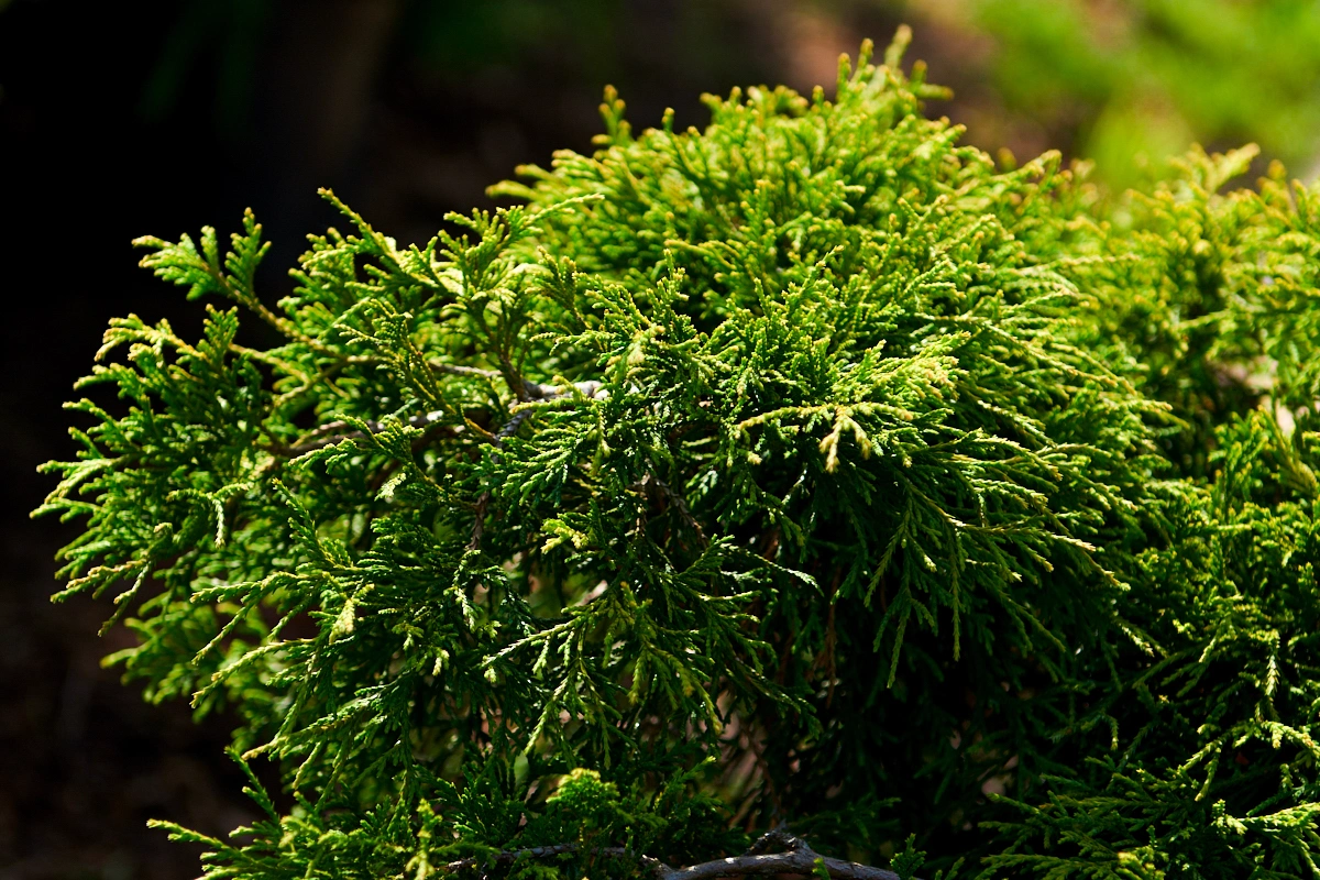 Кипарисовик горохоплодный 'Sungold', H40-60