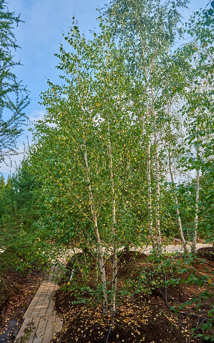 Береза повислая, mst H400-450