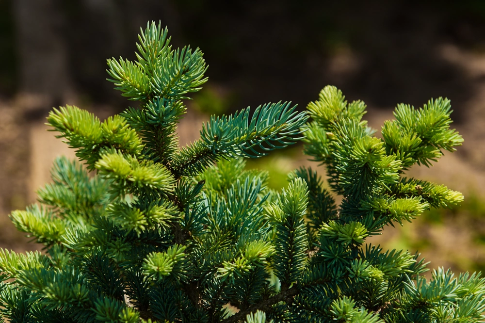 Ель колючая 'Glauca Globosa', H20-40