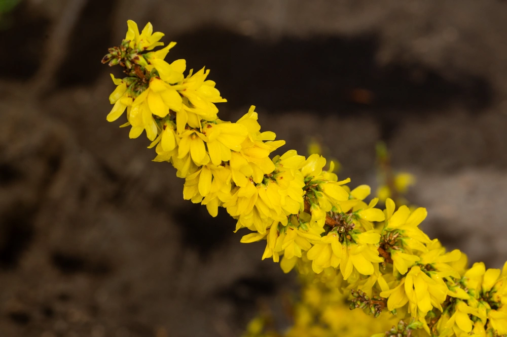 Бузина черная 'Black Tower', H60-80