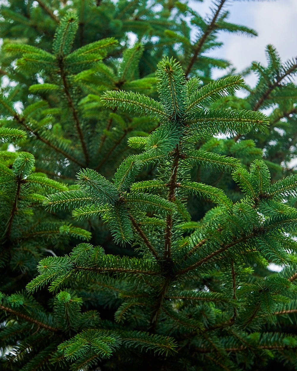 Ель колючая 'Glauca', H340