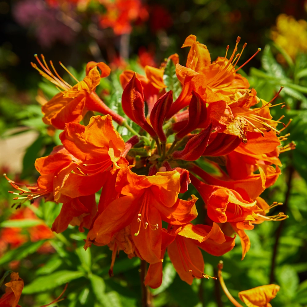 Азалия гибридная 'Royal Command' (ярко-кр. с оранж.от), H100-125