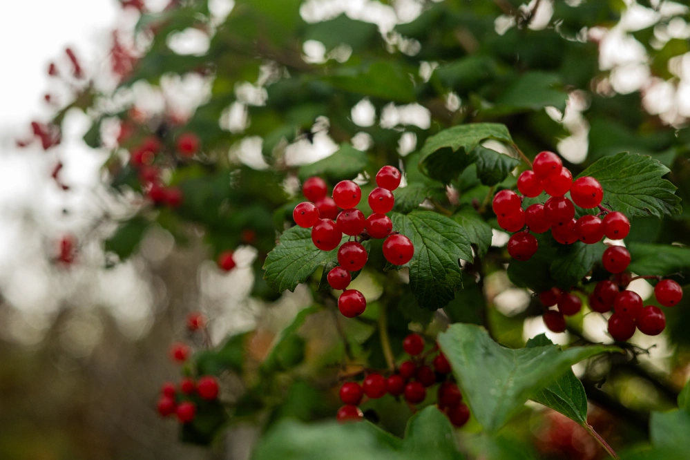 Калина обыкновенная 'Compactum' (шар на штамбе), stu 8-10 sth 160-180