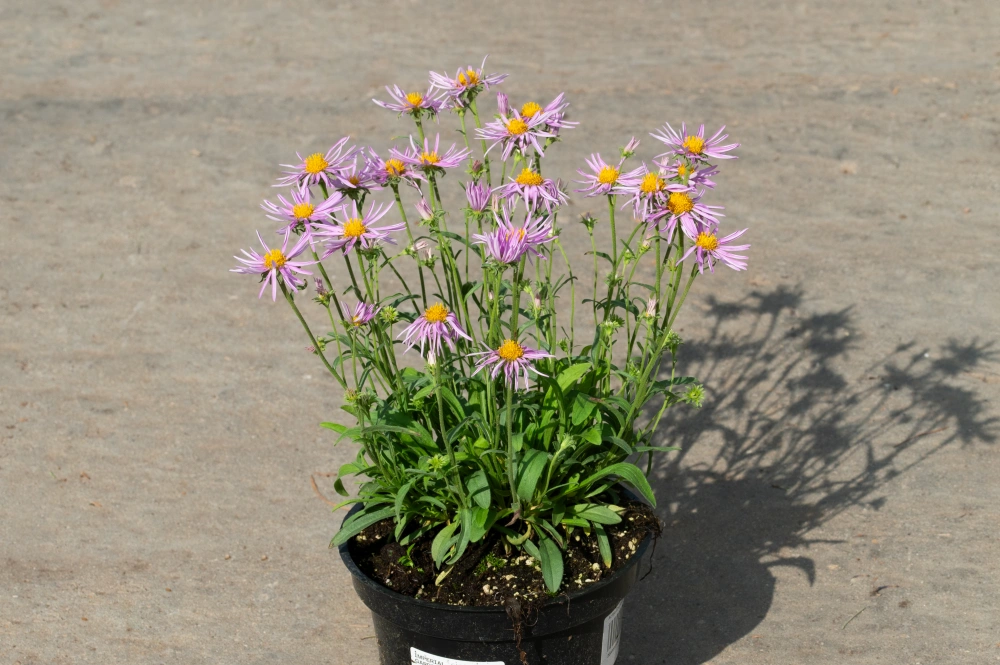 Астра альпийская 'Pink' (розовая),