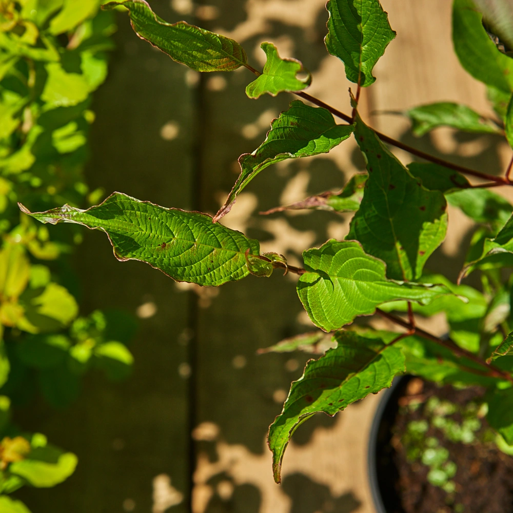 Дерен белый 'Kesselringii', H20-40