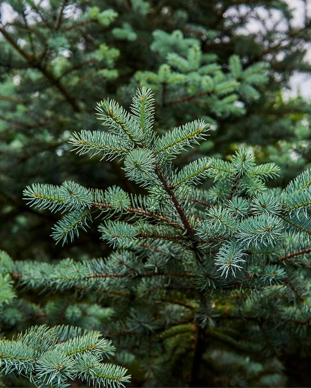 Ель колючая 'Edith', H300-350