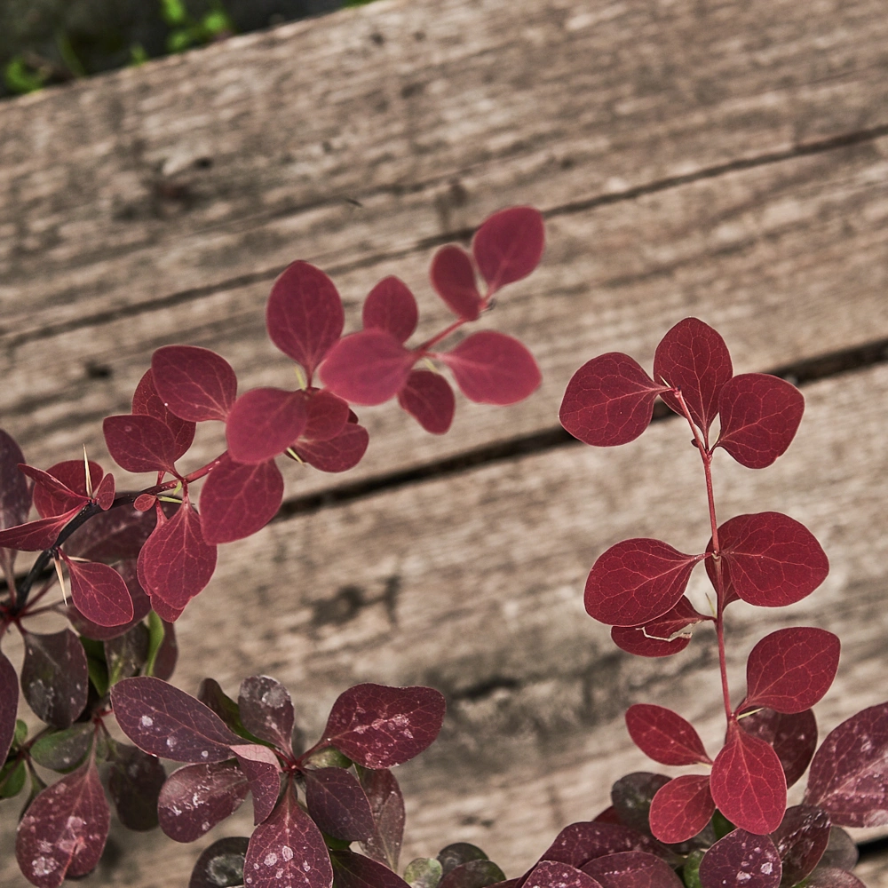 Барбарис оттавский 'Superba', H40-60