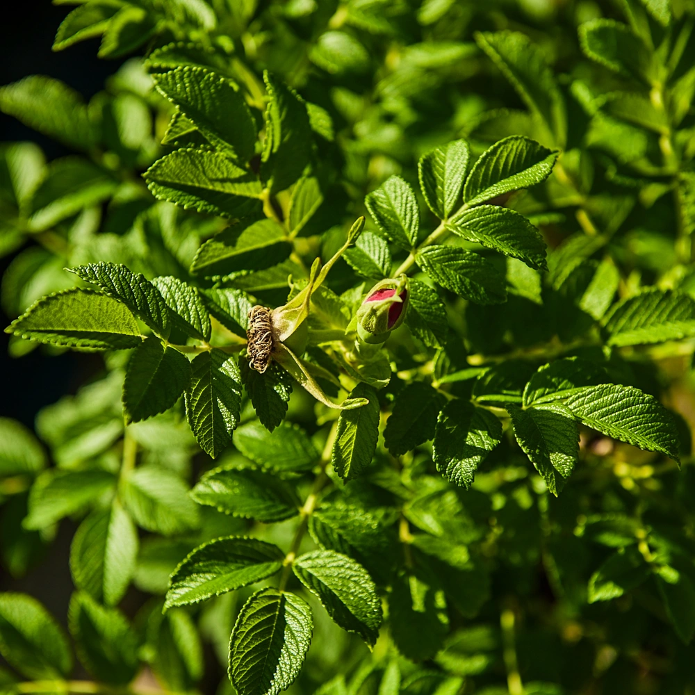 Роза морщинистая, H40-60