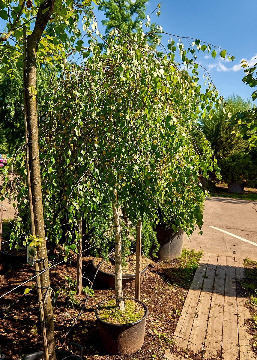 Береза повислая 'Youngii', stu 12-14