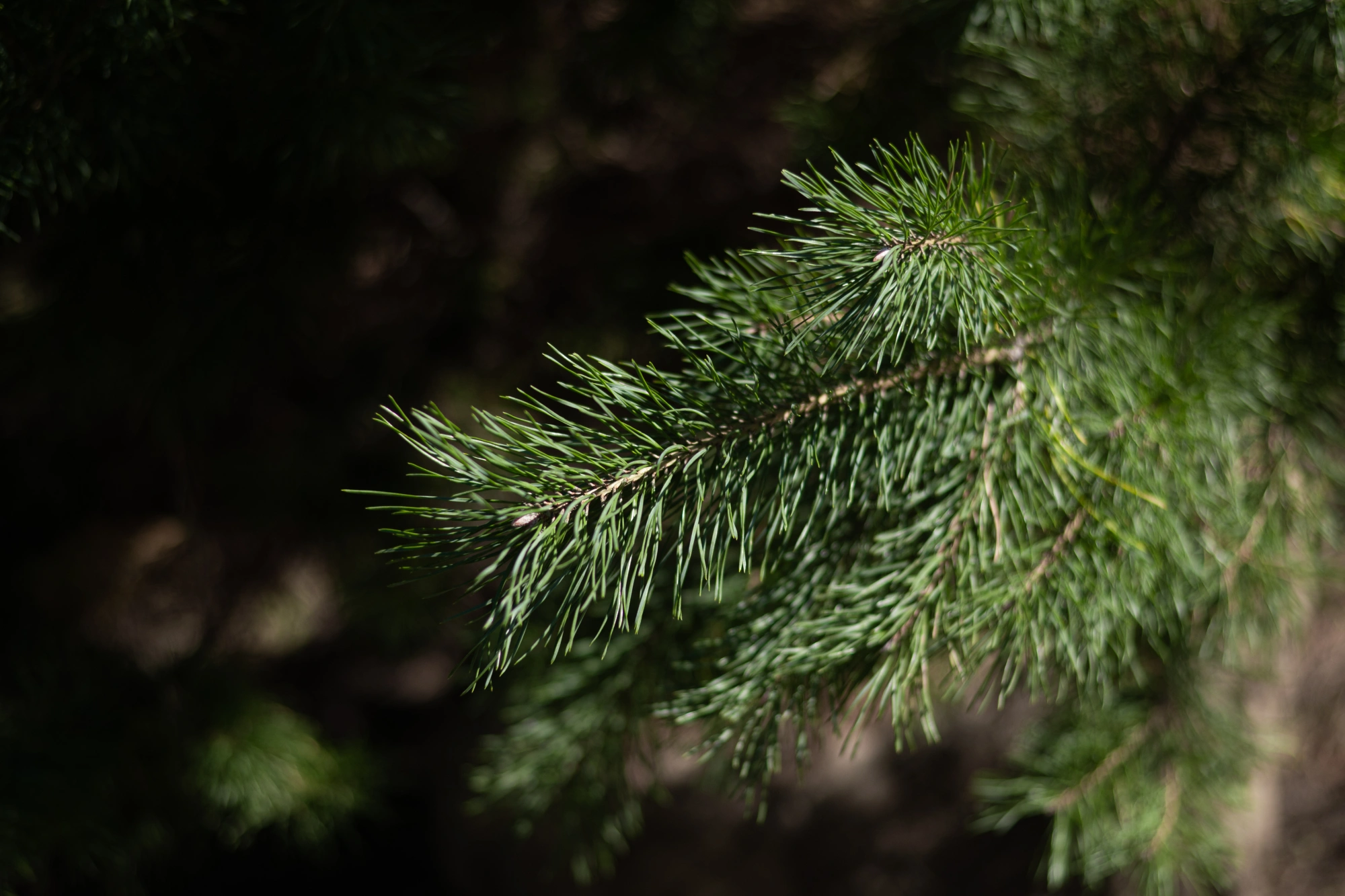 Сосна обыкновенная, H300-400