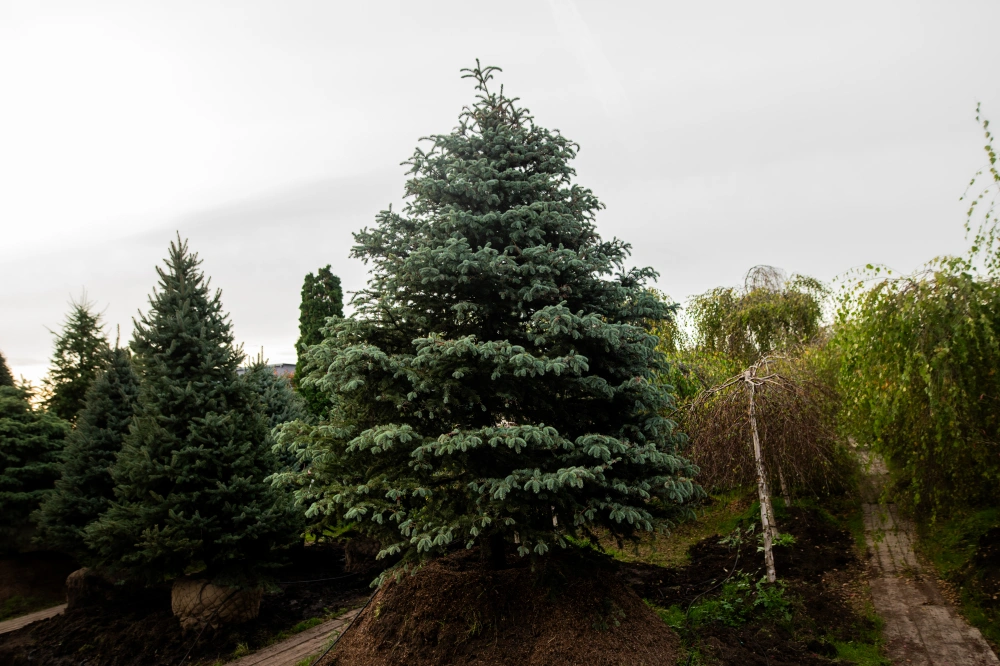 Ель колючая 'Glauca', H400-450