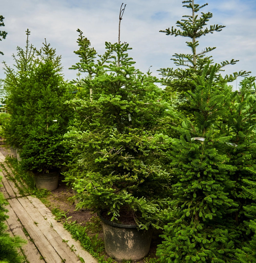 Пихта корейская 'Samling', H175-200