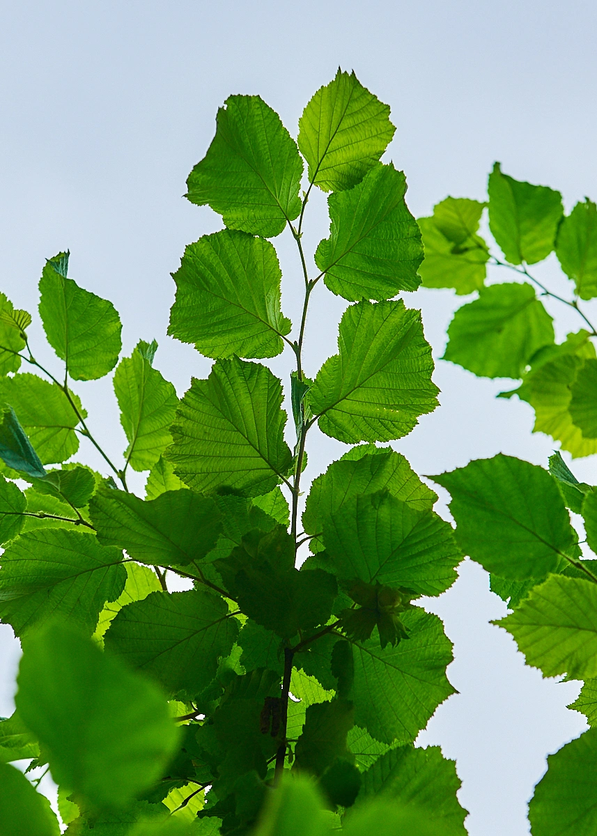 Лещина обыкновенная, H250-300