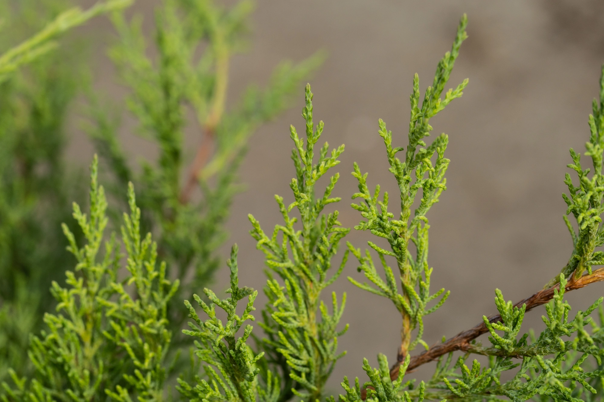 Можжевельник виргинский 'Hetz', H60-80