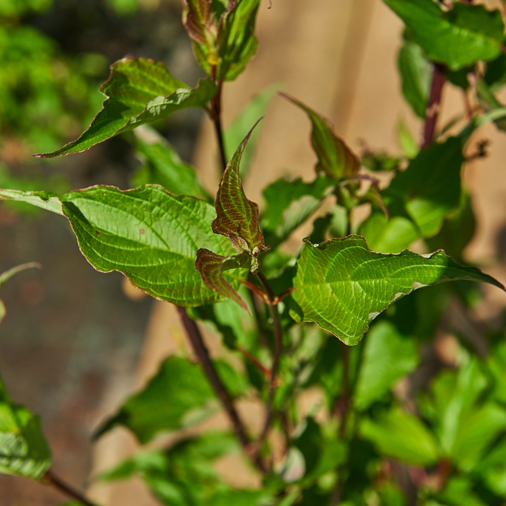 Дерен белый 'Kesselringii', H40-60