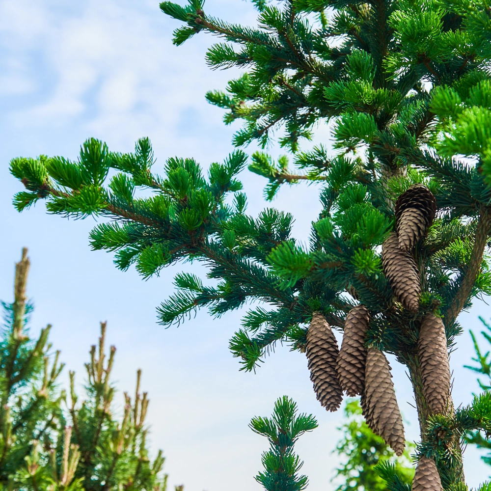 Ель колючая 'Lucky Strike', H100-125