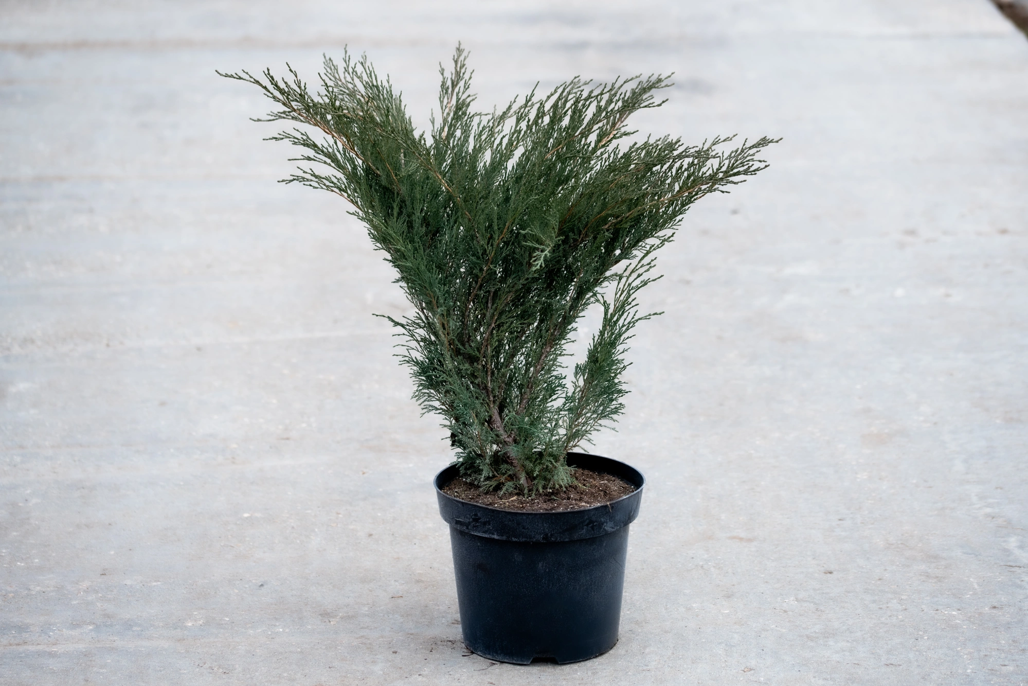 Можжевельник казацкий 'Glauca', H40-60