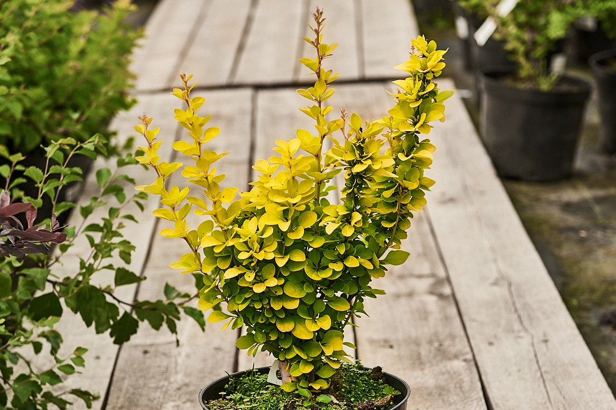 Барбарис тунберга 'Golden Torch', H20-40