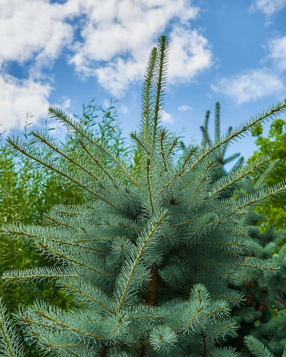 Ель колючая 'Edith', H200-250