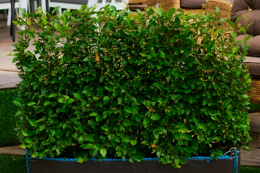 Кизильник блестящий (элемент живой изгороди), Н60x100x40