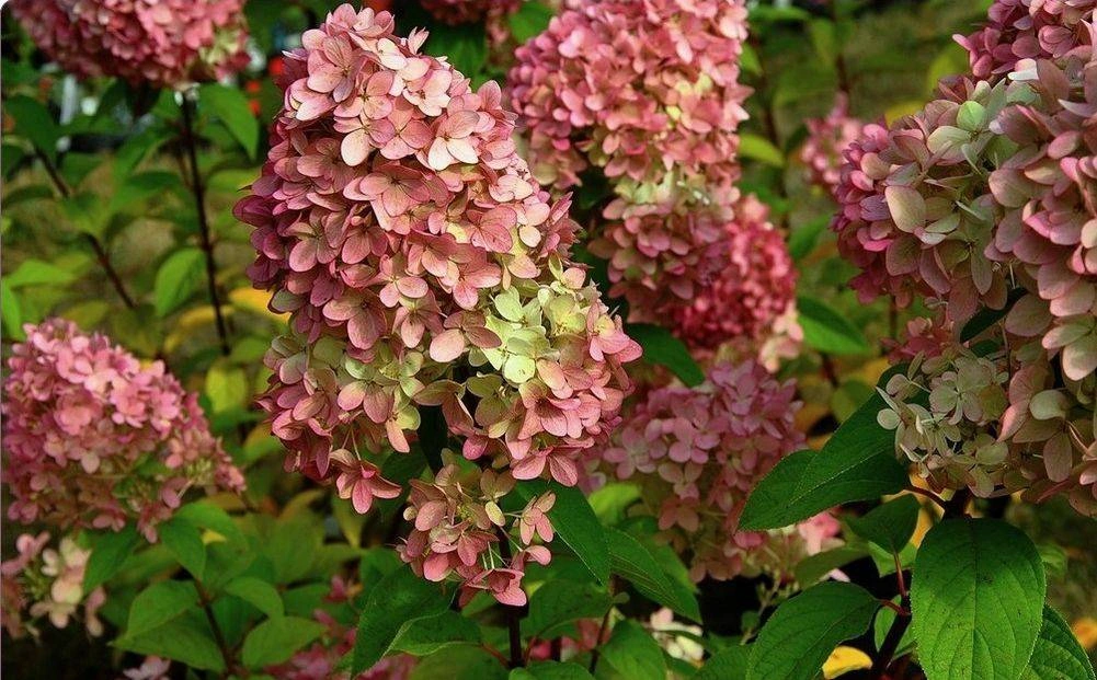 Гортензия метельчатая 'Magical Candle', H40-60