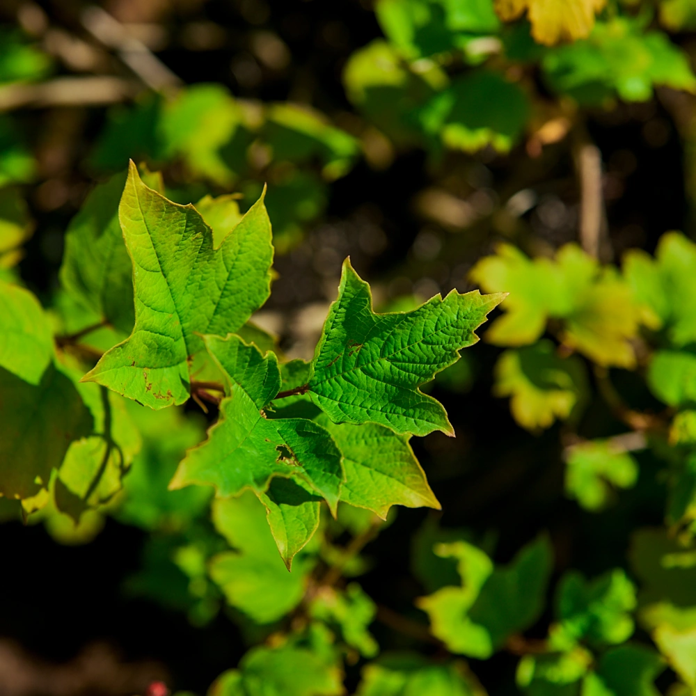 Калина красная 'Красная Гроздь' (средний темно-красный), H80-100