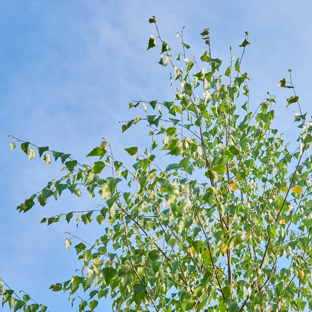Береза повислая, mst H350-400