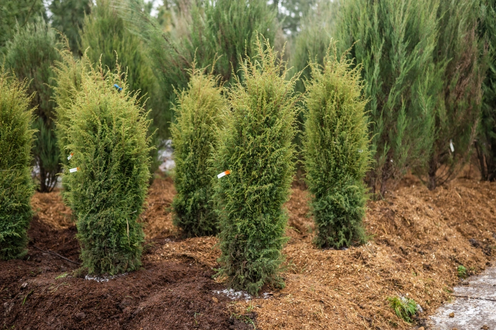 Можжевельник обыкновенный 'Hibernica', H125-150