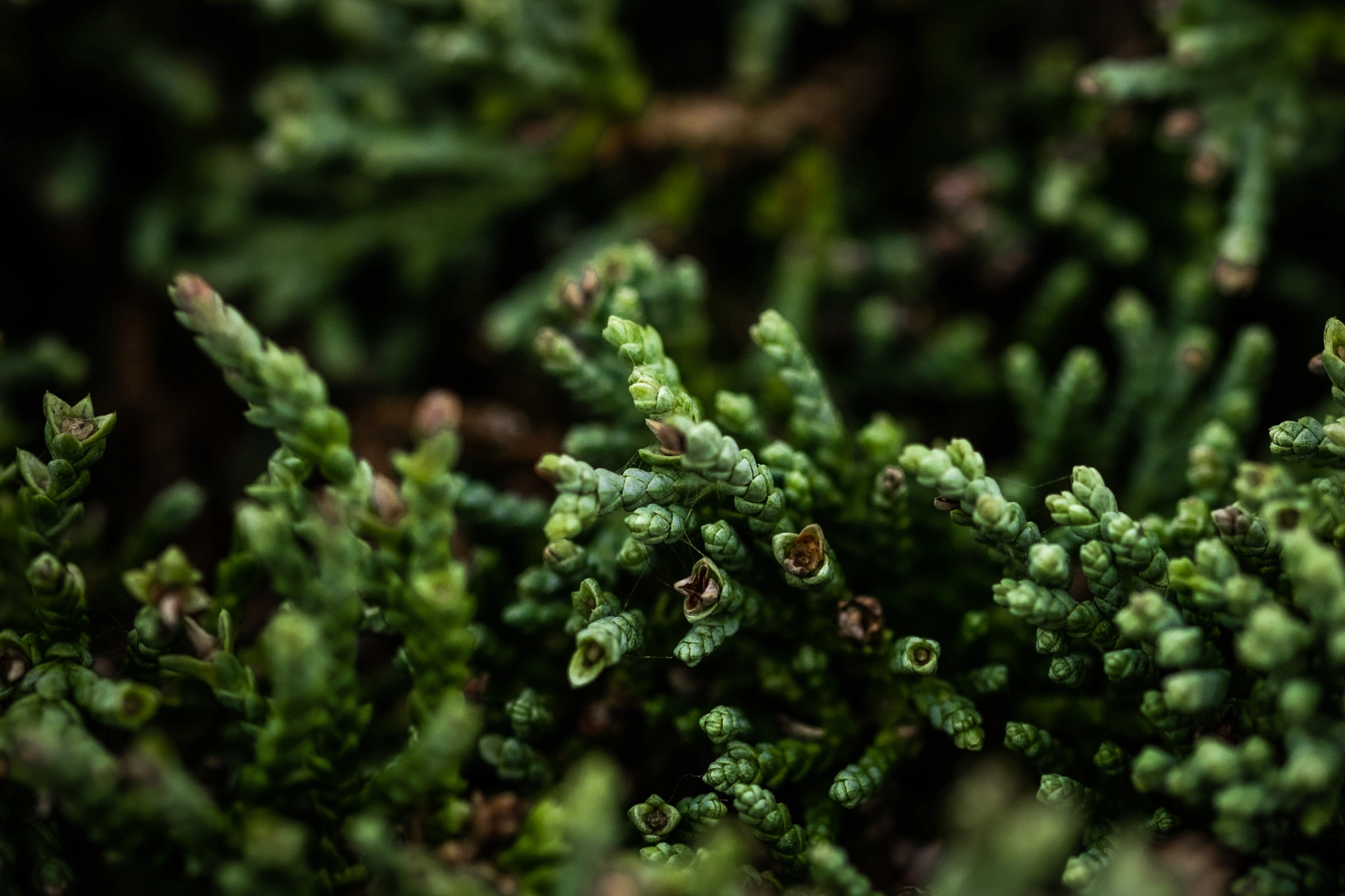 Можжевельник горизонтальный 'Icee Blue', H40-60