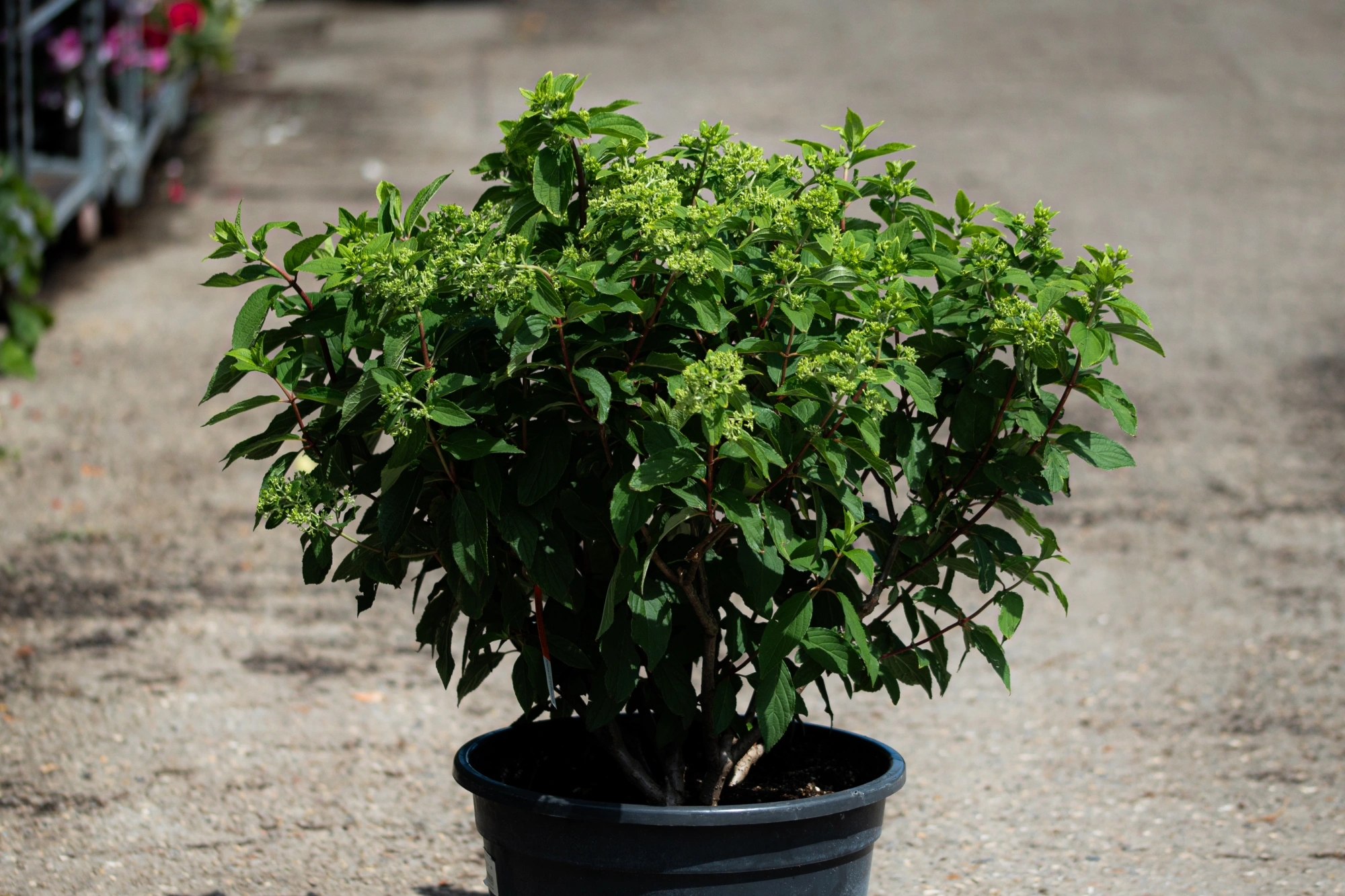 Гортензия метельчатая 'Royal Flower', H40-60