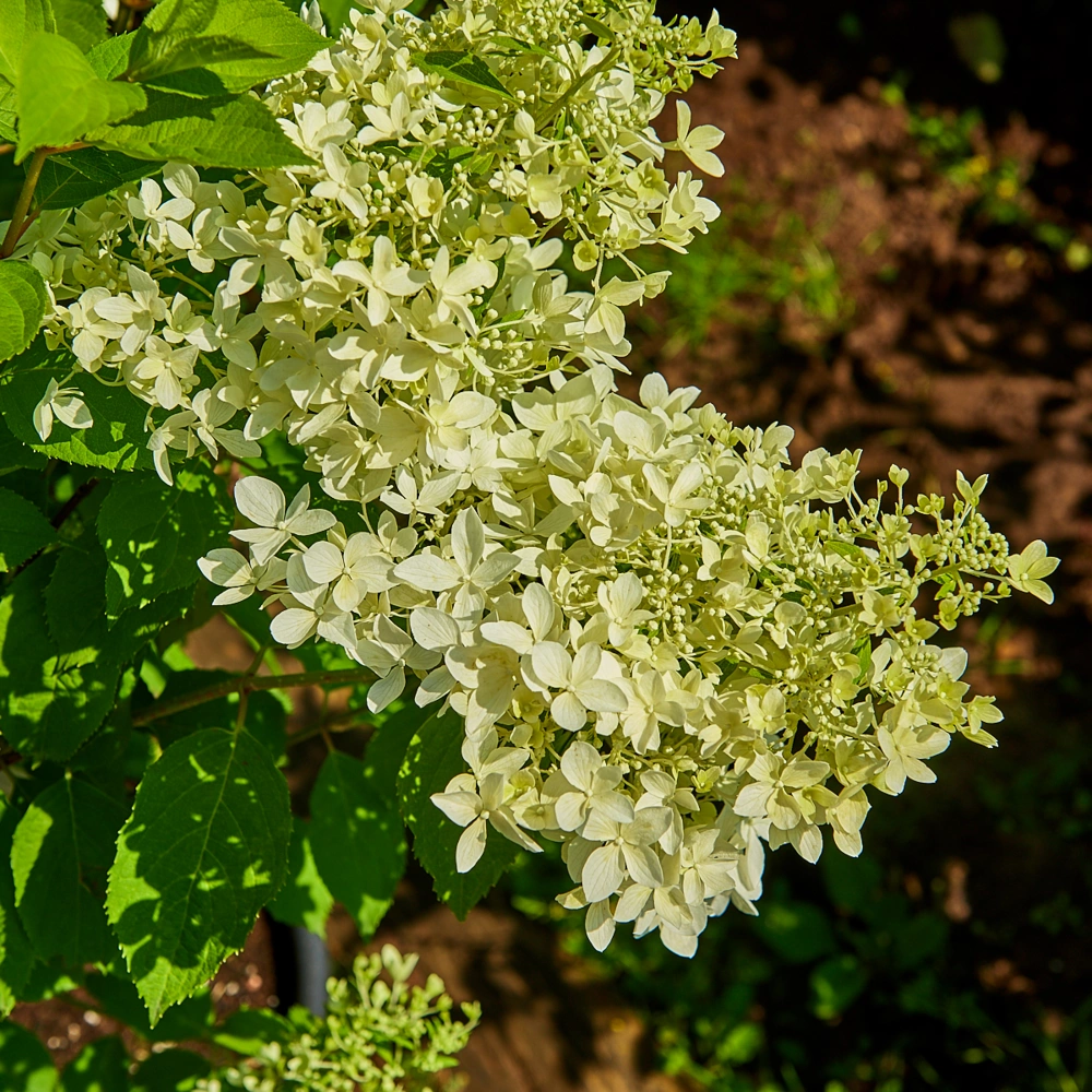 Гортензия метельчатая 'Dentelle de Gorron', H40-60