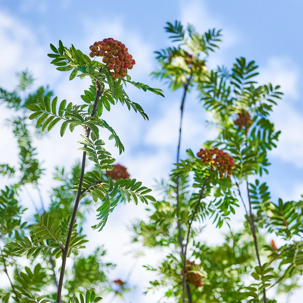 Рябина обыкновенная, stu 20-25