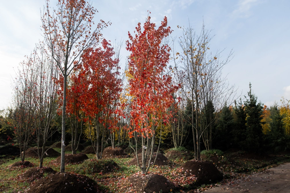 Клен красный 'Red Sunset', mst H500-600