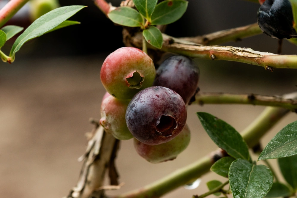 Голубика высокая 'Darrow' (поздний), Н40-60