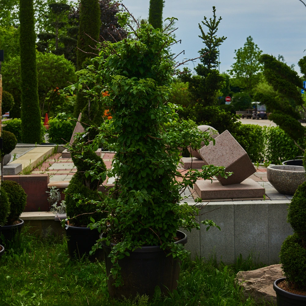 Гортензия черешковая, H150-175