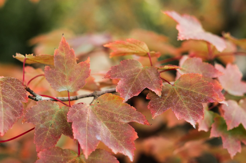 Клен красный 'Oktober Glory', mst H500-600