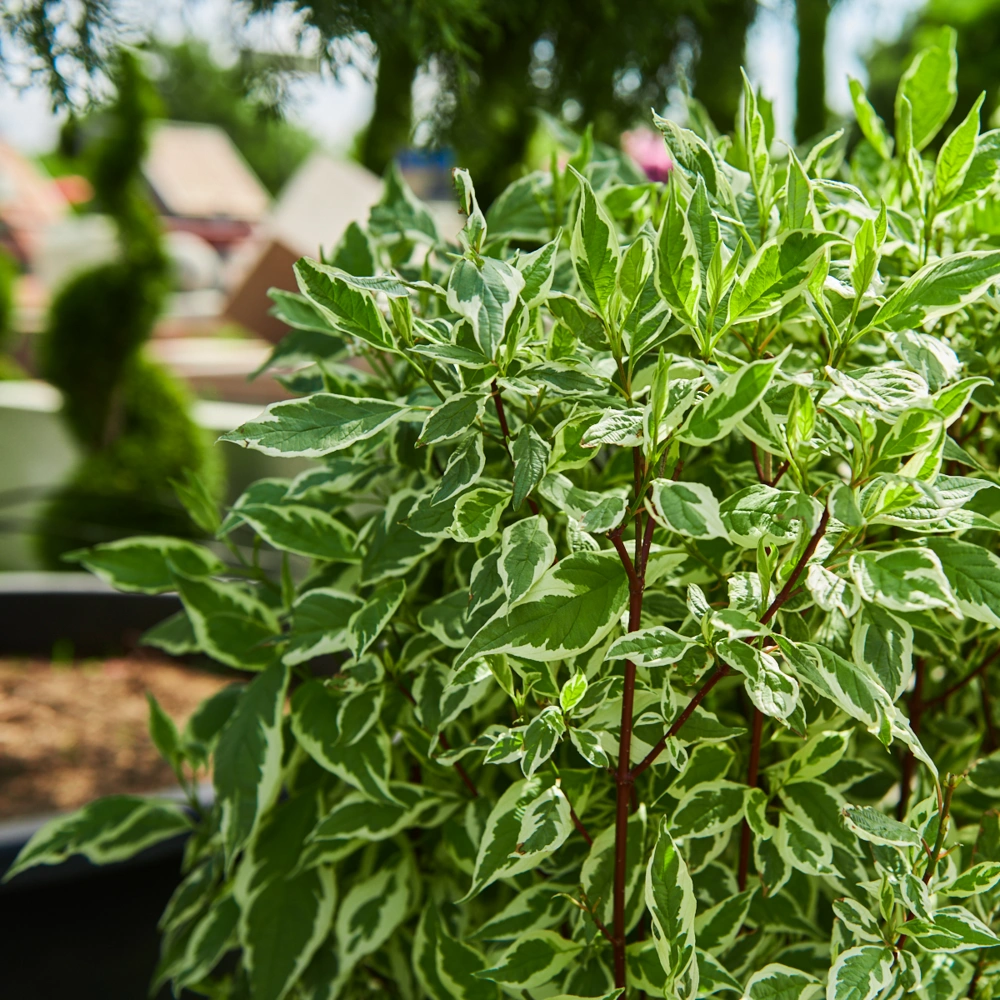 Дерен белый 'Elegantissima' (элемент живой изгороди), H80х100х40