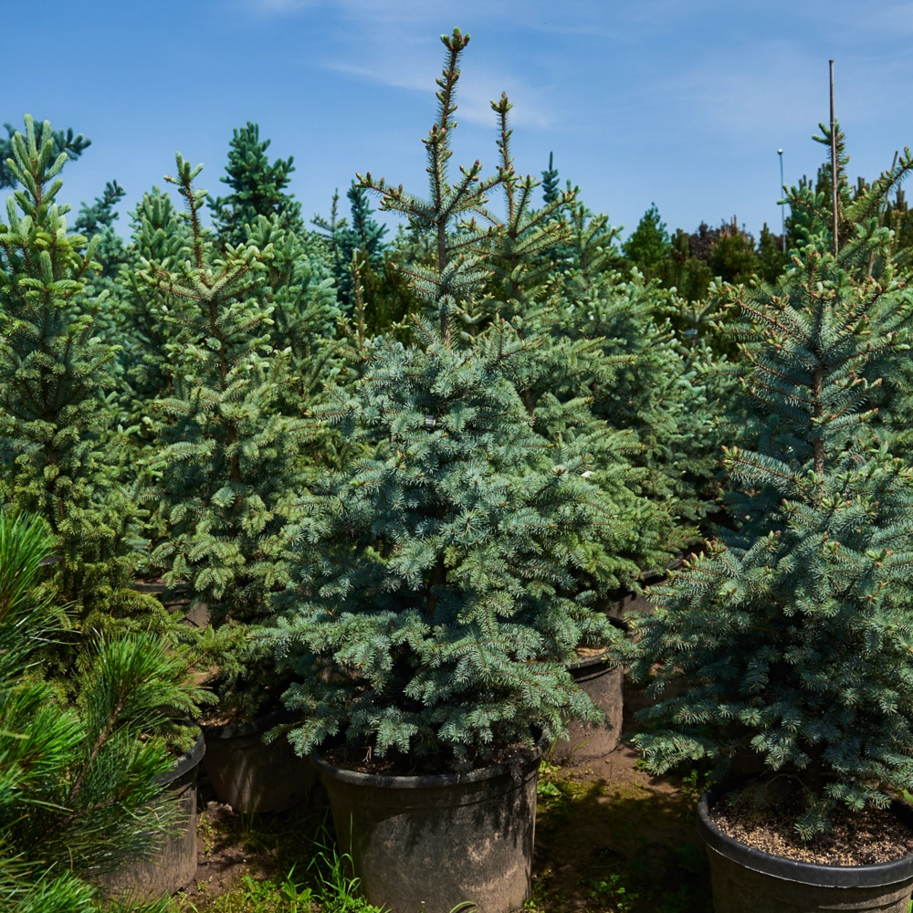 Ель колючая 'Edith', H100-125