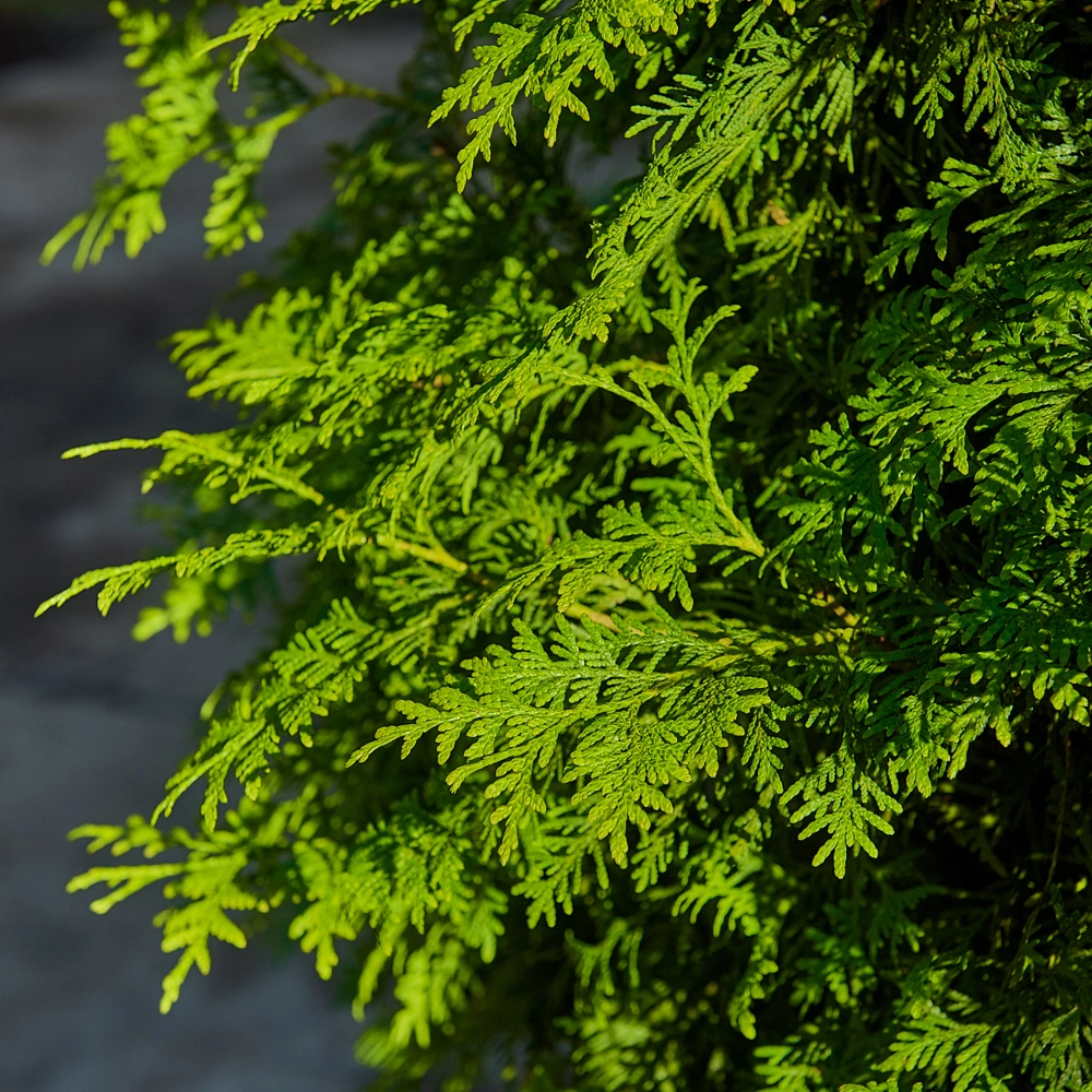 Туя западная 'Brabant', H300-350