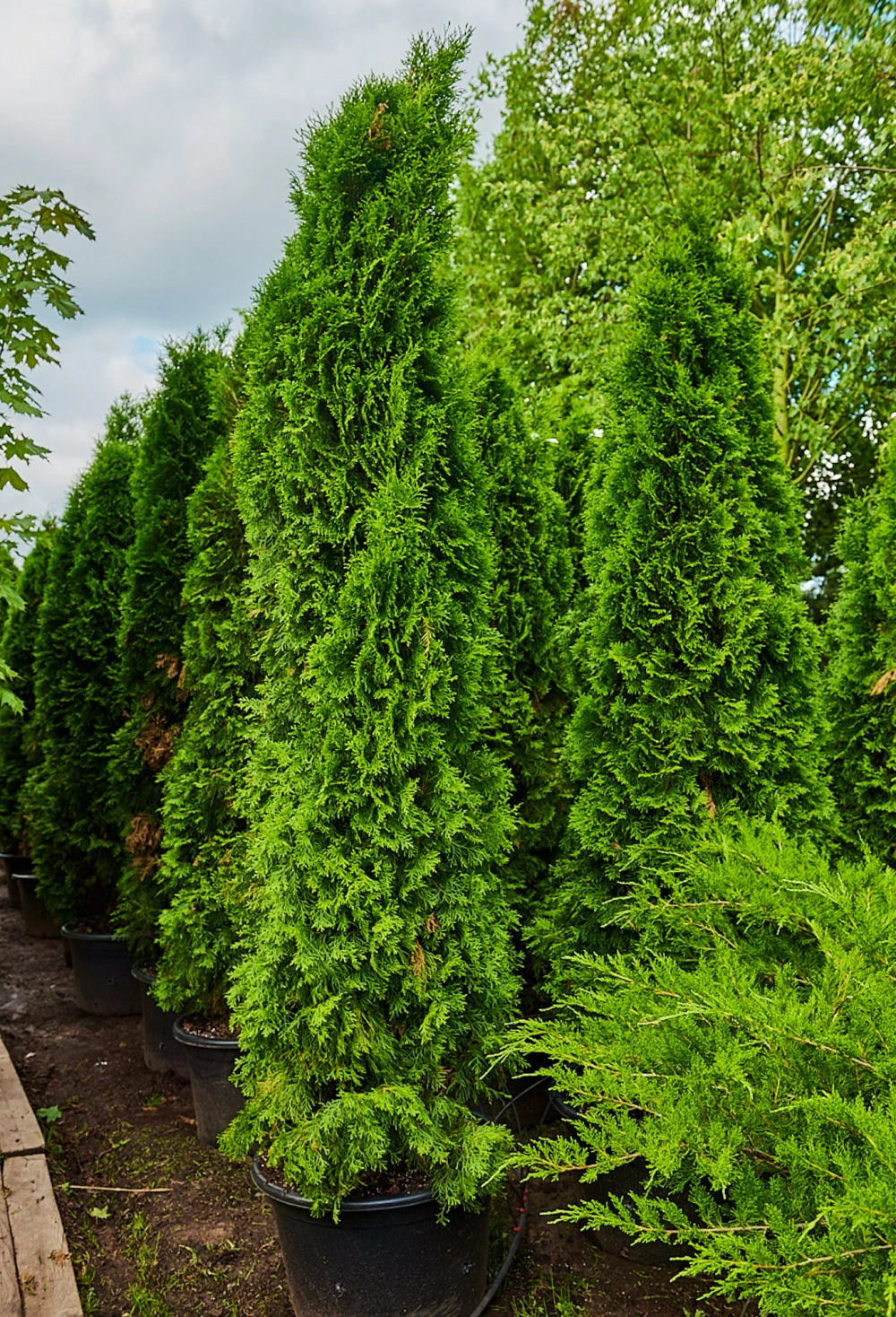Туя западная 'Smaragd', H225-250