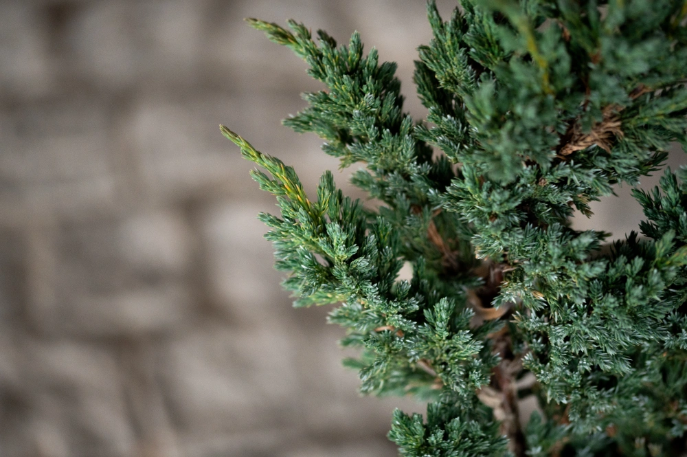 Можжевельник чешуйчатый 'Blue Compact', H40-60