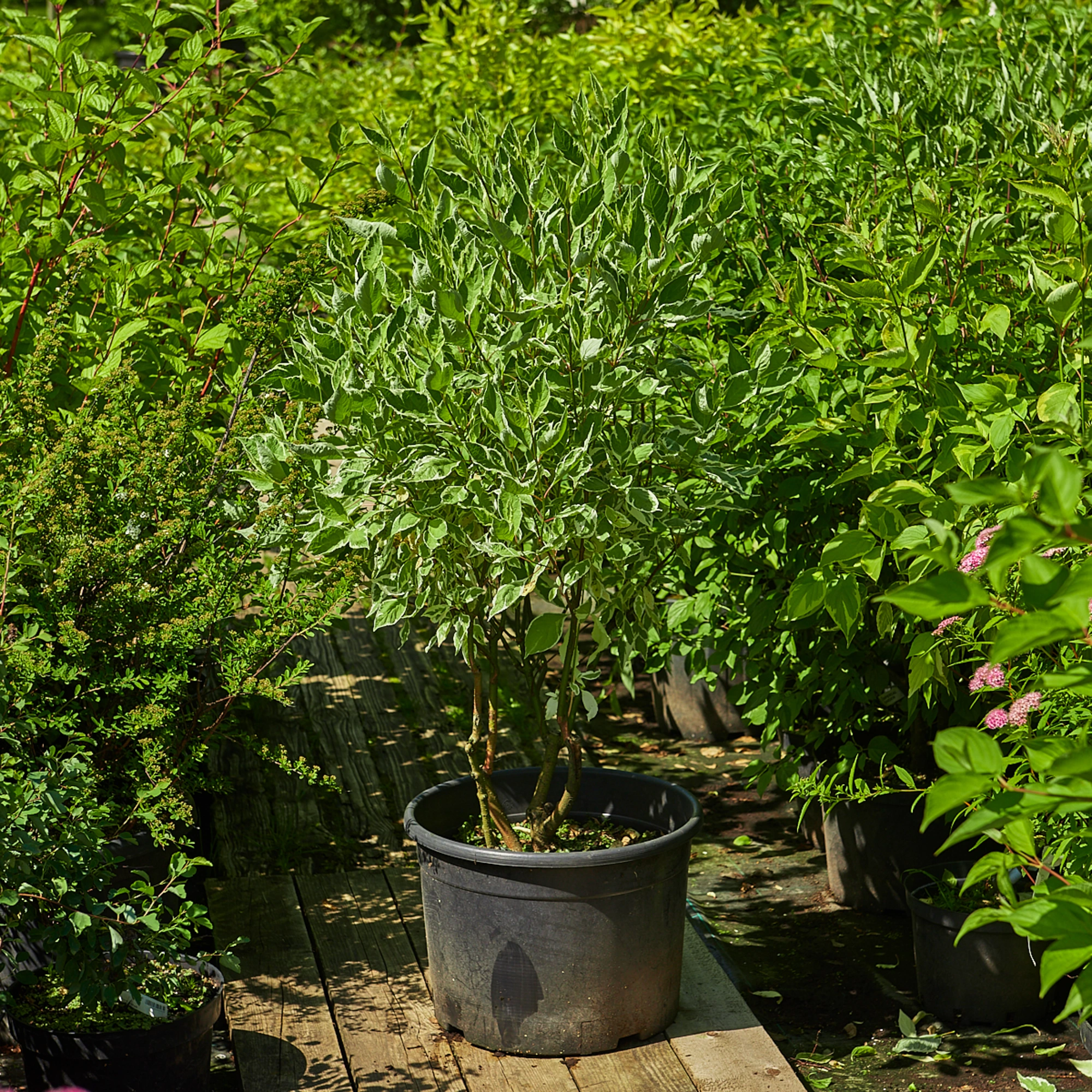 Дерен белый 'Argenteomarginata', H100-125