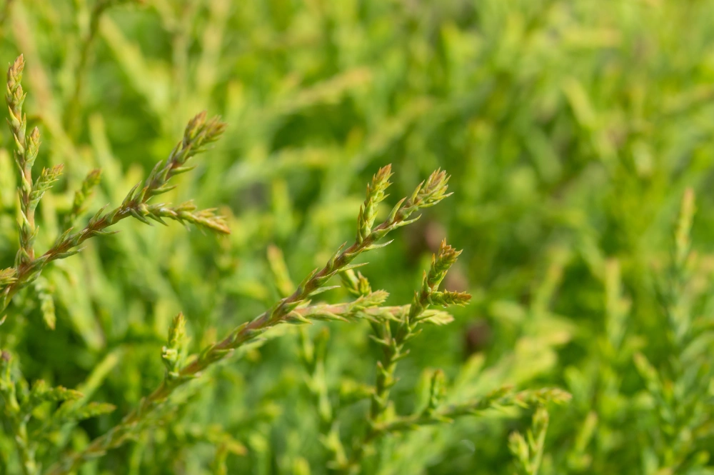 Туя западная 'Mr.Bowling Ball', H40-60