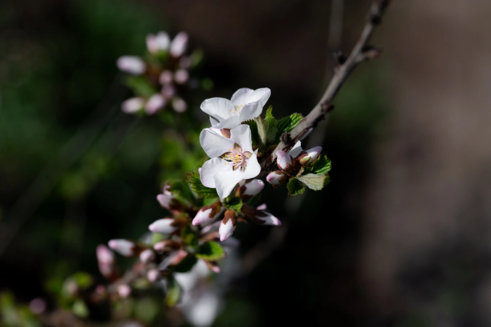 Вишня войлочная (плоды ярко-красные), H125-150