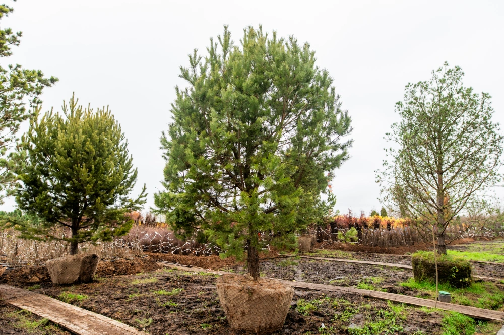 Сосна обыкновенная, H500-600