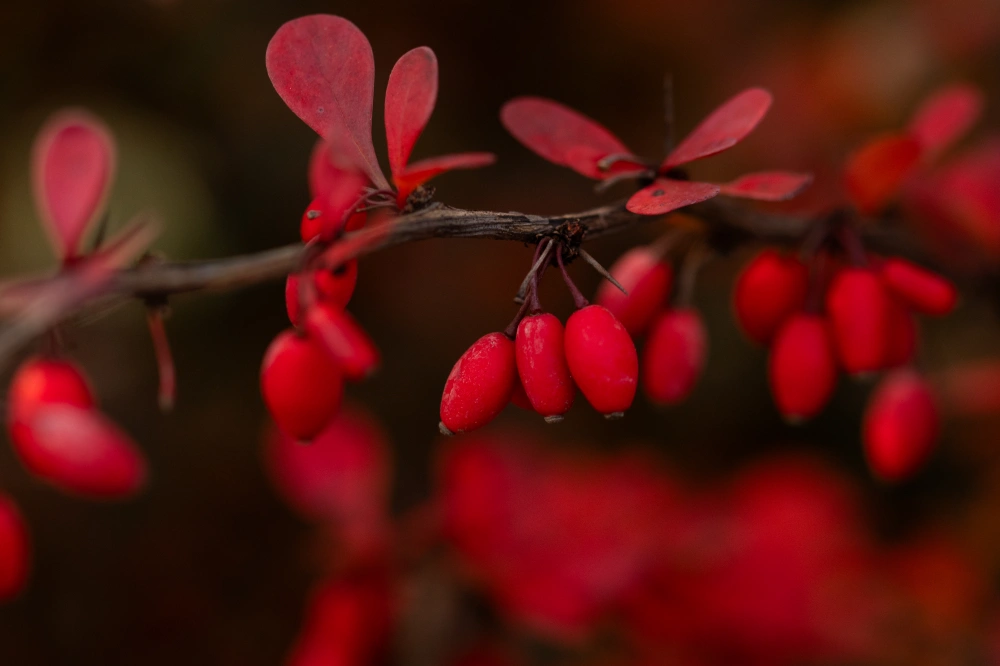 Барбарис тунберга 'Atropurpurea', H80-100
