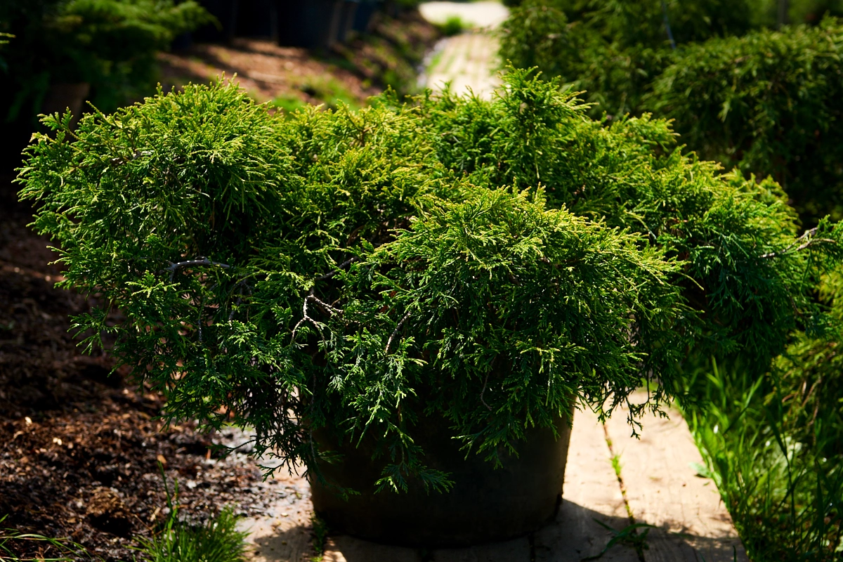 Кипарисовик горохоплодный 'Sungold', H40-60