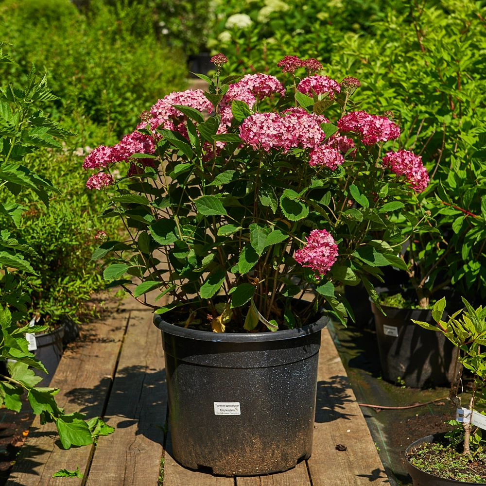 Гортензия древовидная 'Ruby Annabelle', H20-40